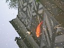 Goldfish in the moat